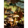 Photograph • Canopy, Mushrooms, Fungi, PNW, Woodland | Photography by Honeycomb. Item made of metal & paper