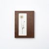 Herbarium Mini: Daucus Carota - Wall Light Sculpture | Wall Sculpture in Wall Hangings by Mateusz Wappa Design & Research. Item made of birch wood with glass works with minimalism & modern style