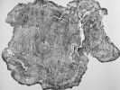 Tree Ring Print Big Leaf Maple From Massachusetts | Prints by Erik Linton. Item composed of paper