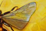 Honeycomb's Architect original oil painting | Oil And Acrylic Painting in Paintings by DaggArt. Item made of canvas