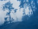 Misty Trail (18 x 24" unframed hand-printed cyanotype) | Photography by Christine So. Item composed of paper in coastal or rustic style