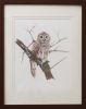 Barred Owl | Drawings by Stacie Dale. Item composed of paper compatible with country & farmhouse and rustic style