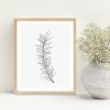 Pine Branch Sketch - Botanical Pen and Ink Illustration Art | Prints by Jennifer Lorton Art. Item composed of paper