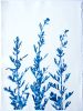 Spring Poppies (30 x 22" cyanotype painting on paper) | Watercolor Painting in Paintings by Christine So. Item composed of paper in boho or country & farmhouse style