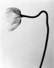 Poppy No.6 - analogue floral photography, ed. 10 | Photography by Ugne Pouwell. Item made of paper works with minimalism & japandi style