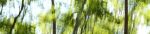 DreamLand_F1153_XL, forest panorama art | Photography by Rica Belna. Item composed of canvas & paper