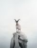 Intent Ibex | Photography by Alice Zilberberg. Item made of paper