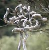 " Quercus " | Public Sculptures by David Marshall. Item made of aluminum