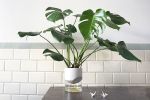 Kapi big pebble | Planter in Vases & Vessels by Krafla | Krafla Studio in Kraków. Item made of ceramic with glass works with minimalism & contemporary style