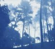 Sunrise Pines: 24 x 18" unframed hand-printed cyanotype | Photography by Christine So. Item made of paper works with boho & rustic style