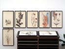 Plant 71 - Box Framed Botanical Cutout, Vintage Centerfold | Mixed Media by Paolo Giardi | Pump House Gallery in London