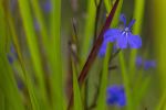 Lobelia amongst blood grass | Photography by Caroyl La Barge›. Item composed of canvas and paper in contemporary or country & farmhouse style