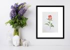 Peach Rose | Watercolor Painting in Paintings by Maurice Dionne FINEART. Item composed of paper
