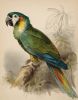 Taloulah-A Custom Bird Portrait | Prints by Studio Linnæus. Item composed of walnut and cotton in boho or mid century modern style