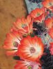 'Claret Cup Cactus' Original Oil Painting (SOLD) | Oil And Acrylic Painting in Paintings by Jenny Stewart's Fine Art. Item made of canvas works with contemporary & rustic style