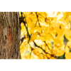 Photograph • Bird Photography, Fall, Autumn, PNW | Photography by Honeycomb. Item made of metal with paper