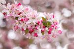 Cherry Blossom Spring at Dougherty | Photography by Vanessa Thomas | Dublin Civic Center in Dublin
