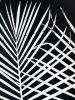 Black Palm Frond Print | Prints by Erik Linton. Item made of paper