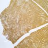 Gold Tree Ring Print Locust Tree - 36x48 inches | Prints by Erik Linton. Item made of paper