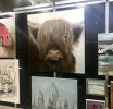 Wooly Bully | Paintings by Marilyn Landers