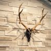 Customized Laced Elk | Wall Sculpture in Wall Hangings by Gypsy Mountain Skulls. Item made of wood compatible with contemporary and country & farmhouse style