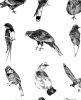 An Illustrated Guide to Birds | Prints by Chrysa Koukoura. Item composed of paper