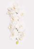 Orchid Botanical Art Print White Cloud | Photography by Tal Shpantzer | Talfoto Studio