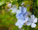 Light Blue Plumbago | Photography by Caroyl La Barge›. Item made of canvas with paper works with contemporary & mediterranean style