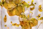 CANARY (18"x12" — 72"x48") | Surreal Gardens | Wall Art | Digital Art in Art & Wall Decor by Jess Ansik. Item in boho or eclectic & maximalism style