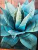 'Agave Gone Wild' | Photography by Art Mixed Up - Joey Melinda Morgan. Item composed of metal