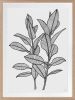 Rubbery Leaf - 1 & 2 - Black - Framed Art | Prints by Patricia Braune. Item composed of paper