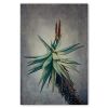 Aloes - Set of 2x 60x90cm prints | Photography by Natascha van Niekerk. Item composed of paper