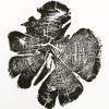 Zion National Park, Tree Ring Print | Prints by Erik Linton. Item composed of paper