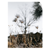 STRAGGLERS (9"x12" - 36"x48") | Wall Art | Fine Art Print | Photography by Jess Ansik. Item composed of paper in boho or minimalism style