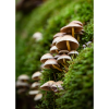 Photography • Mushroom Caps, Fungi, PNW, Nature, Moss | Photography by Honeycomb. Item made of metal with paper