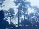 Sunrise Pines: 24 x 18" unframed hand-printed cyanotype | Photography by Christine So. Item made of paper works with boho & rustic style