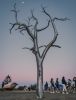 '2030' - Metal tree sculpture | Public Sculptures by Sam Hopkins. Item made of steel