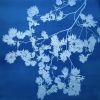 Dancing Peacock Japanese Maple (36 x 36 handmade cyanotype) | Photography by Christine So
