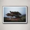 "Cypress in Heavy Fog" Coastal Photograph | Photography by Daylight Dreams Editions. Item made of paper works with boho & minimalism style