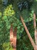 Custom Moss art | Mixed Media by Mona King | Six Hundredº in Winston-Salem