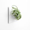 Node L Wall Planter, 12" Mid Century Modern Planter, White | Plant Hanger in Plants & Landscape by Pandemic Design Studio. Item made of stoneware compatible with minimalism and mid century modern style