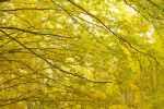 Yellow Autumn and Rain  Digital-only offering for Trade | Photography by Caroyl La Barge›. Item composed of canvas and paper in contemporary or country & farmhouse style