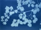 Midnight Japanese Maple (22 x 32" original cyanotype) | Photography by Christine So. Item composed of paper compatible with boho and japandi style