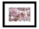 Cherry Blossom Spring at Dougherty | Photography by Vanessa Thomas | Dublin Civic Center in Dublin