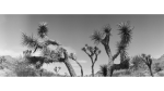 Joshua Tree No.1 | Photography by Renee Torres. Item composed of paper