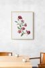 Rose Study No. 86 : Original Watercolor Painting | Paintings by Elizabeth Becker. Item composed of paper in boho or minimalism style