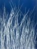 Wild Grass (18 x 24" original hand-printed cyanotype) | Photography by Christine So. Item composed of paper in boho or contemporary style