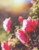 Astral Roses | Photography by Kara Suhey Print Shop. Item made of paper