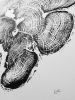 Grand Canyon Cedar, Tree Ring Print | Prints by Erik Linton. Item composed of paper