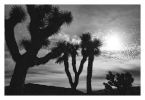 Joshua Tree No. 4 (Ltd Edition) | Photography by Daylight Dreams Editions. Item made of paper works with boho & contemporary style